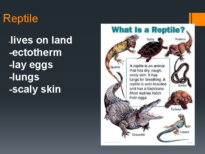 Reptile lives on land -ectotherm -lay eggs -lungs -scaly skin - 
