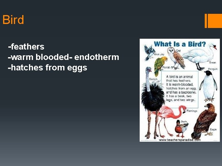 Bird -feathers -warm blooded- endotherm -hatches from eggs 