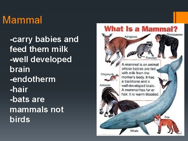 Mammal -carry babies and feed them milk -well developed brain -endotherm -hair -bats are