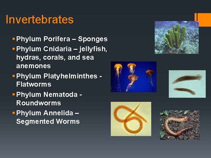 Invertebrates § Phylum Porifera – Sponges § Phylum Cnidaria – jellyfish, hydras, corals, and