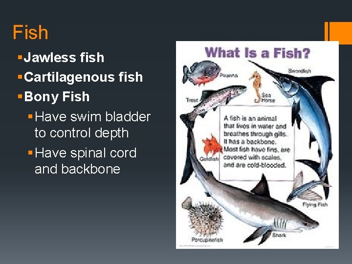 Fish § Jawless fish § Cartilagenous fish § Bony Fish § Have swim bladder