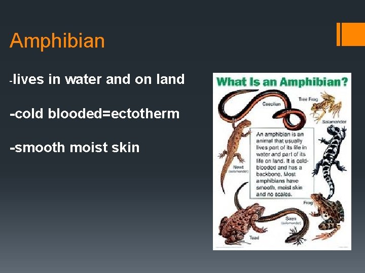 Amphibian -lives in water and on land -cold blooded=ectotherm -smooth moist skin 