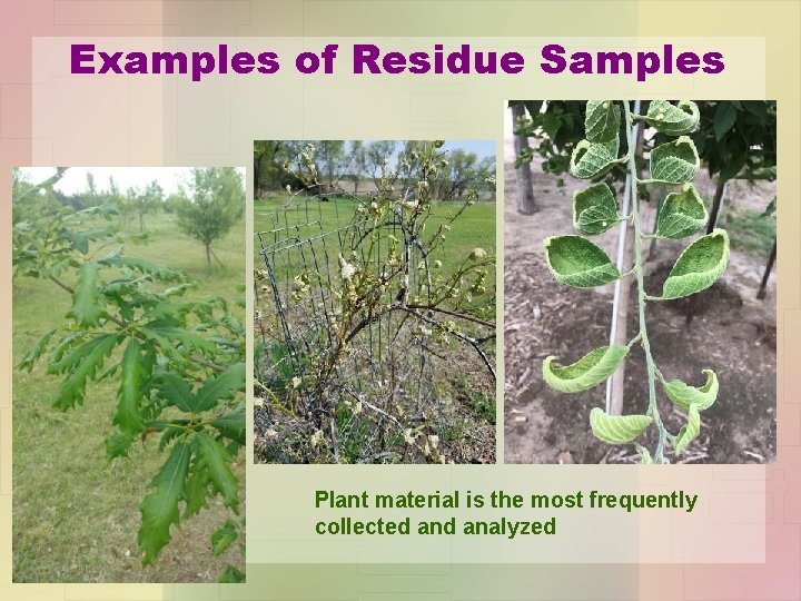 Examples of Residue Samples Plant material is the most frequently collected analyzed 