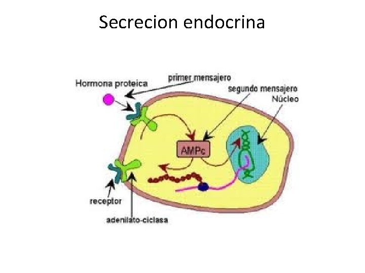 Secrecion endocrina 
