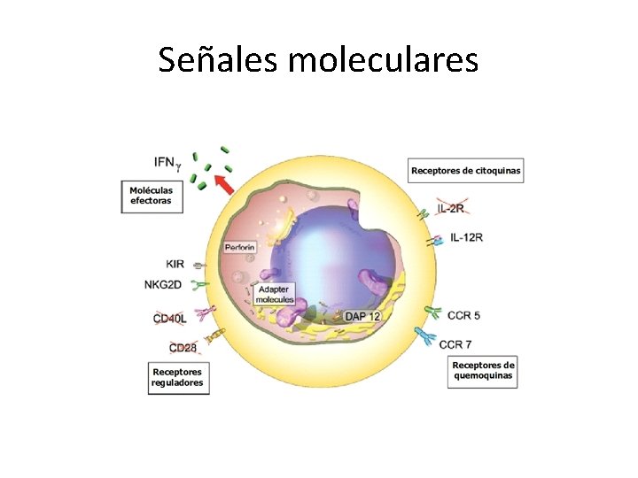 Señales moleculares 