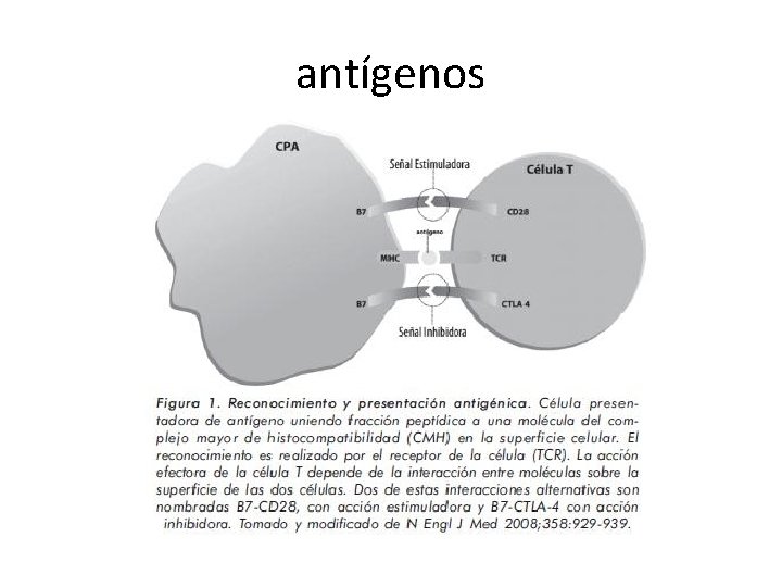 antígenos 