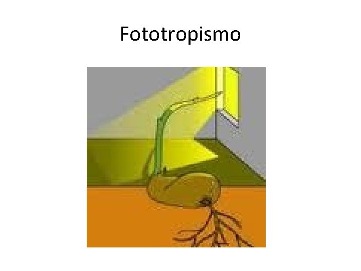 Fototropismo 