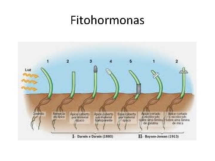 Fitohormonas 