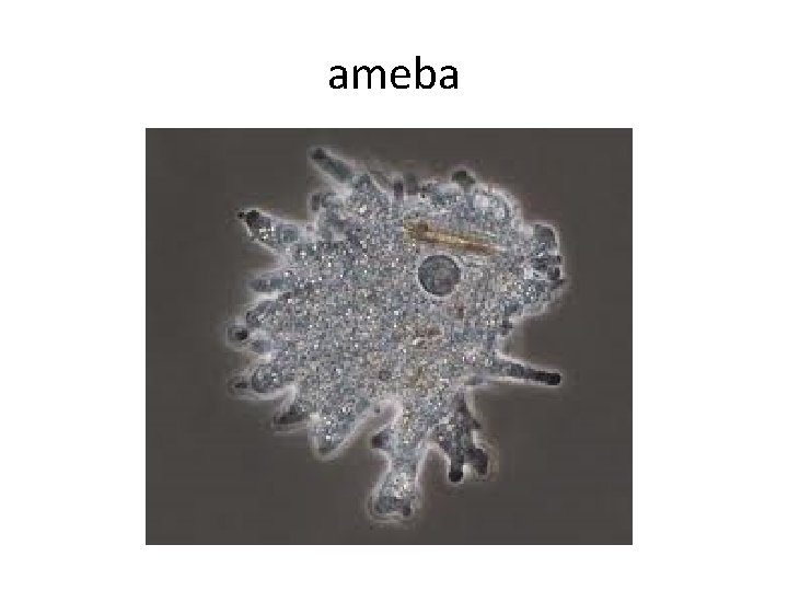 ameba 