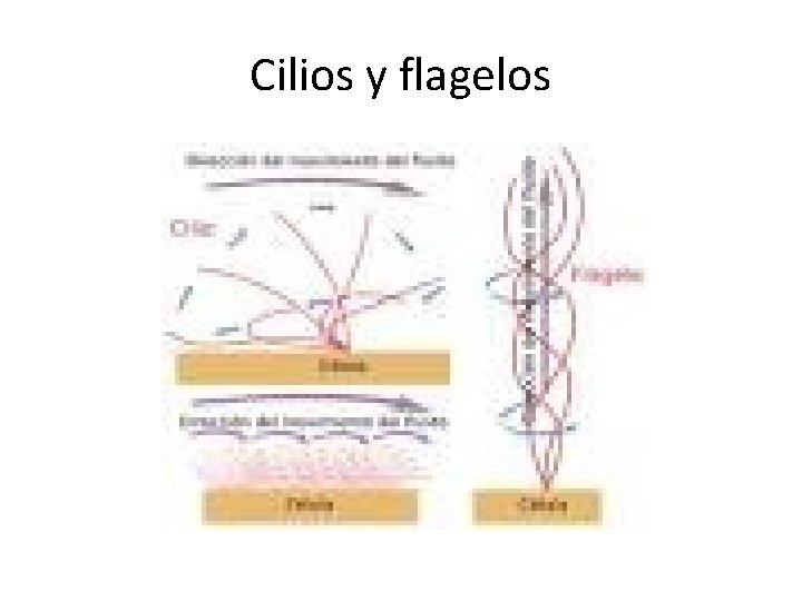 Cilios y flagelos 