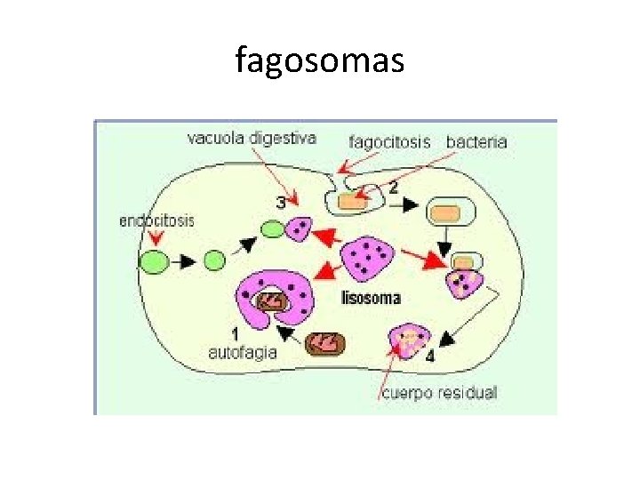 fagosomas 