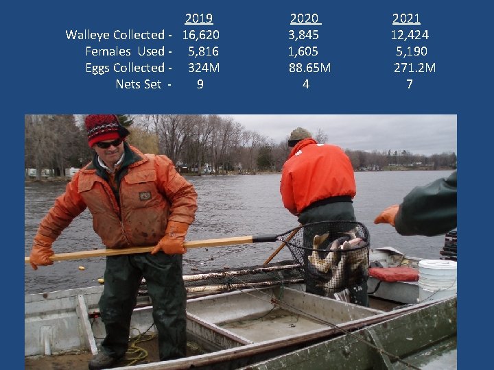 Walleye Collected Females Used Eggs Collected Nets Set - 2019 16, 620 5, 816