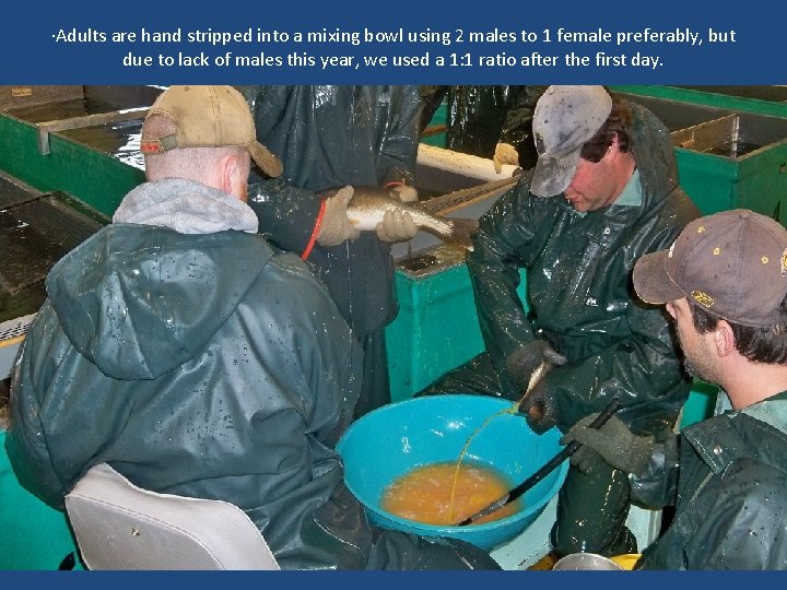 ·Adults are hand stripped into a mixing bowl using 2 males to 1 female