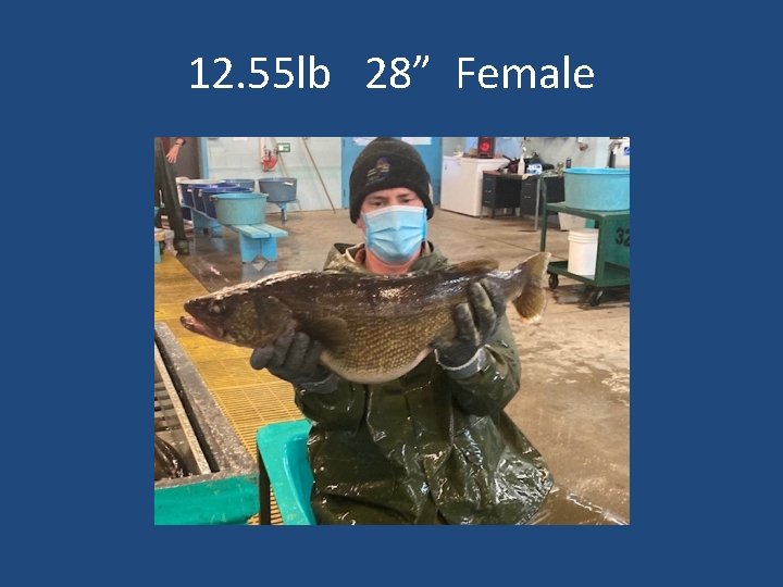12. 55 lb 28” Female 
