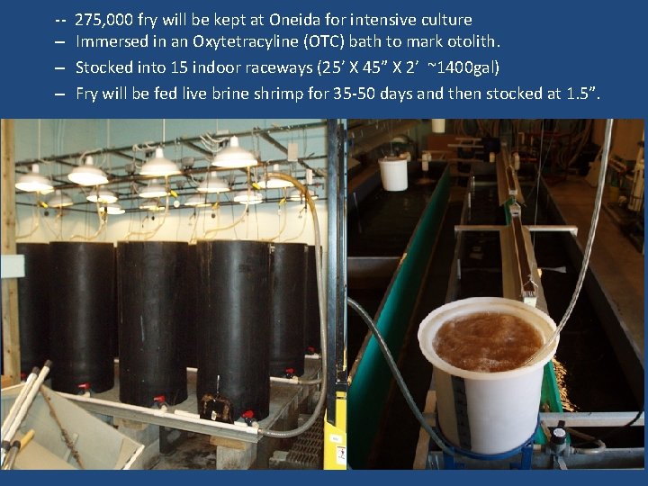 -– – – 275, 000 fry will be kept at Oneida for intensive culture
