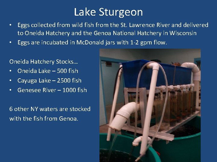 Lake Sturgeon • Eggs collected from wild fish from the St. Lawrence River and
