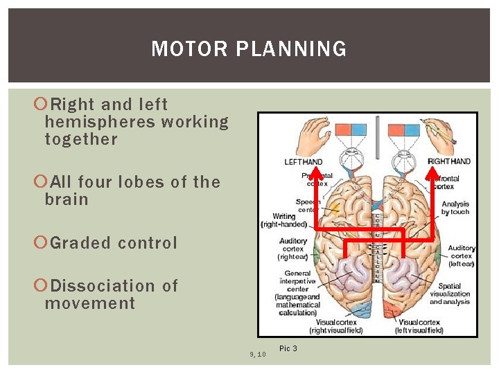 MOTOR PLANNING Right and left hemispheres working together All four lobes of the brain