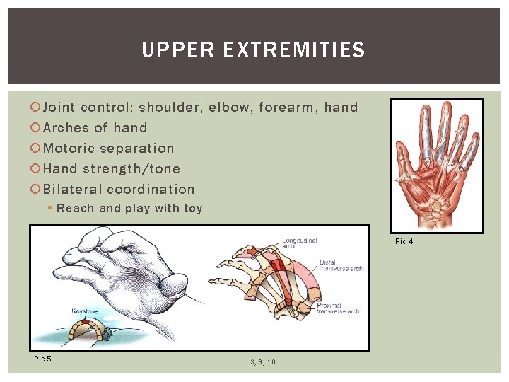 UPPER EXTREMITIES Joint control: shoulder, elbow, forearm, hand Arches of hand Motoric separation Hand