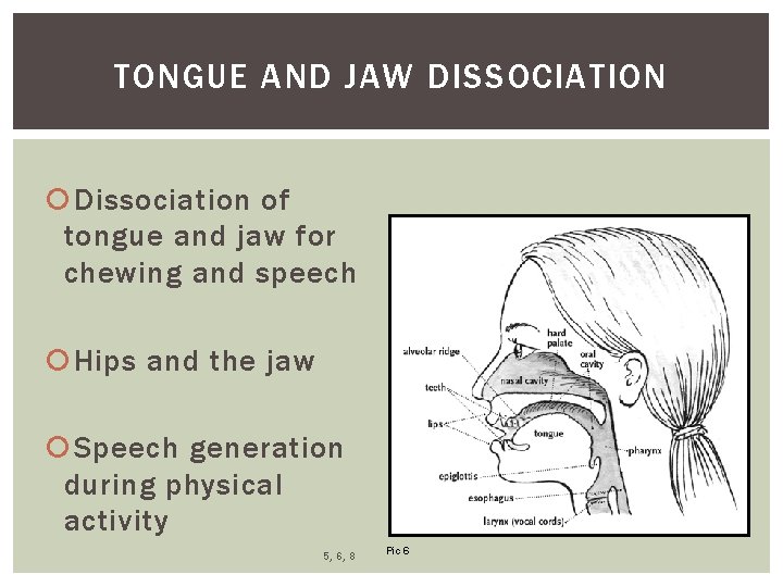 TONGUE AND JAW DISSOCIATION Dissociation of tongue and jaw for chewing and speech Hips