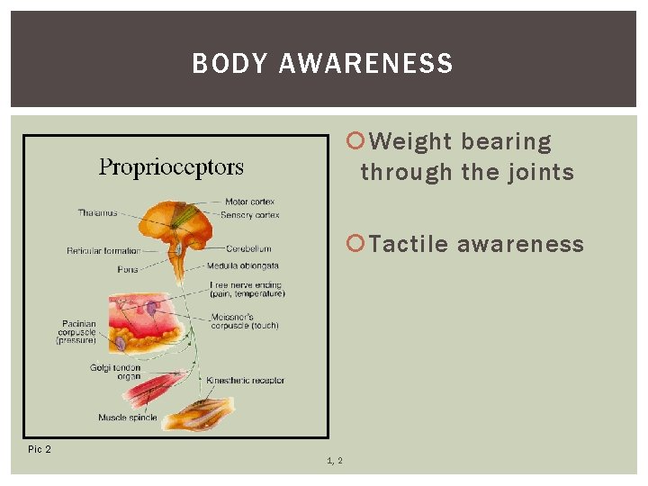 BODY AWARENESS Weight bearing through the joints Tactile awareness Pic 2 1, 2 