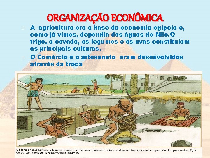 ORGANIZAÇÃO ECONÔMICA � � A agricultura era a base da economia egípcia e, como