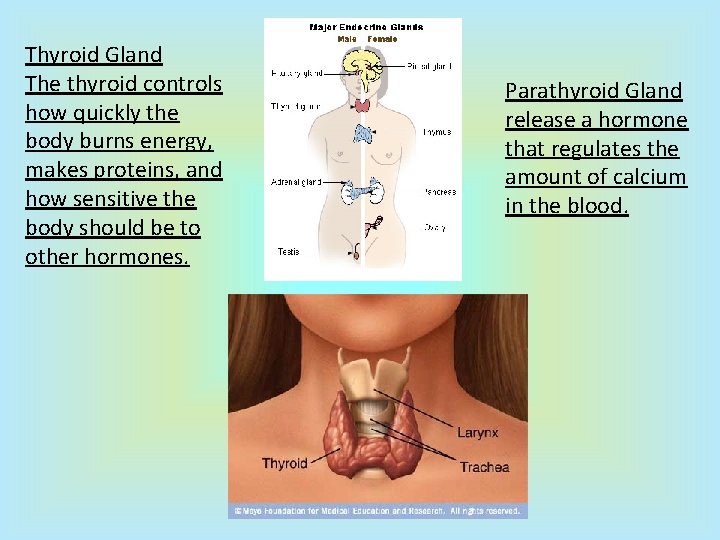 Thyroid Gland The thyroid controls how quickly the body burns energy, makes proteins, and