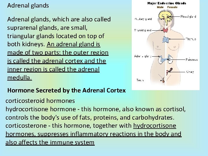 Adrenal glands, which are also called suprarenal glands, are small, triangular glands located on