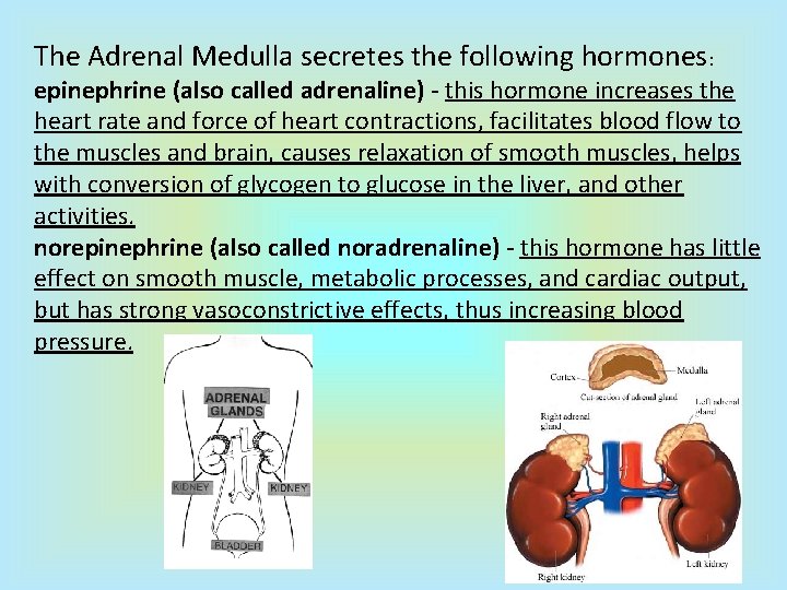 The Adrenal Medulla secretes the following hormones: epinephrine (also called adrenaline) - this hormone