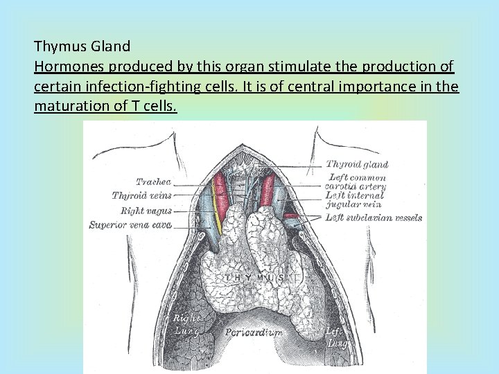 Thymus Gland Hormones produced by this organ stimulate the production of certain infection-fighting cells.