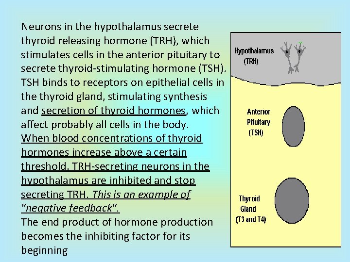 Neurons in the hypothalamus secrete thyroid releasing hormone (TRH), which stimulates cells in the