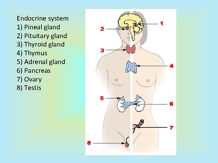 Endocrine system 1) Pineal gland 2) Pituitary gland 3) Thyroid gland 4) Thymus 5)