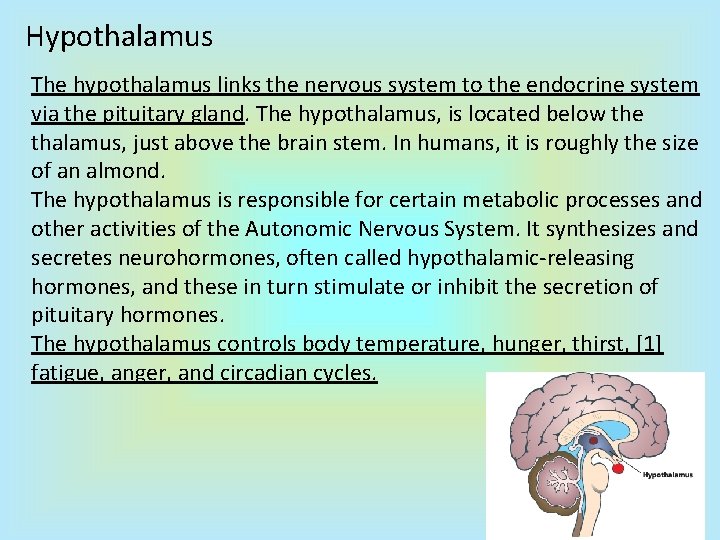 Hypothalamus The hypothalamus links the nervous system to the endocrine system via the pituitary