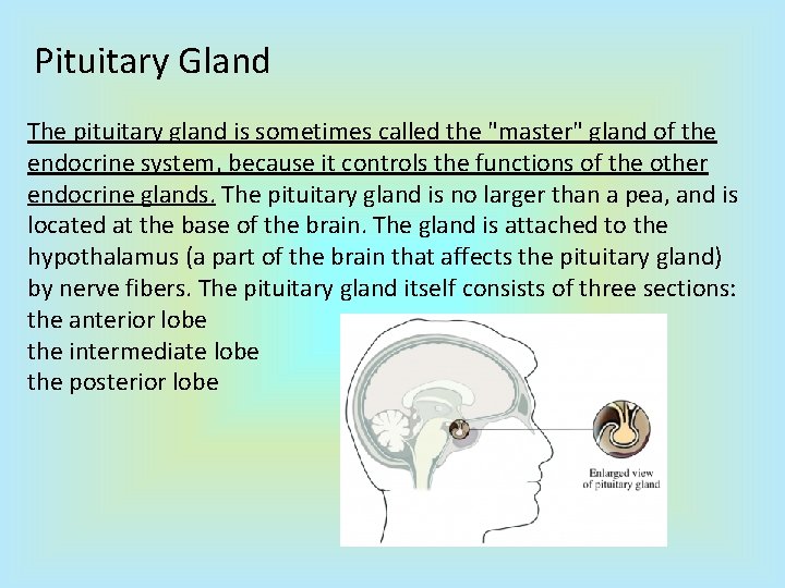 Pituitary Gland The pituitary gland is sometimes called the "master" gland of the endocrine