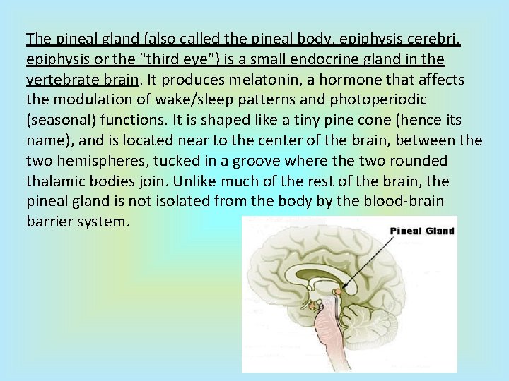 The pineal gland (also called the pineal body, epiphysis cerebri, epiphysis or the "third