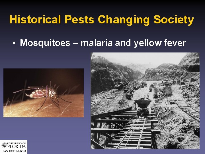 Historical Pests Changing Society • Mosquitoes – malaria and yellow fever 