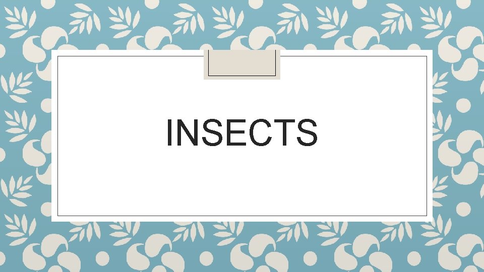INSECTS 