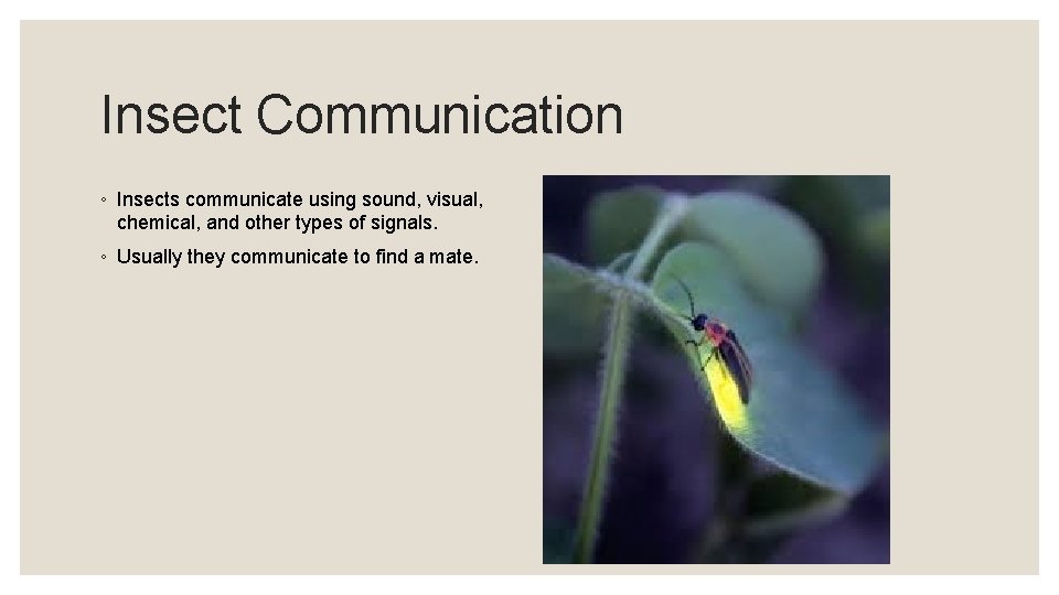 Insect Communication ◦ Insects communicate using sound, visual, chemical, and other types of signals.