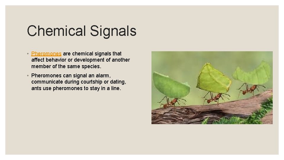 Chemical Signals ◦ Pheromones are chemical signals that affect behavior or development of another
