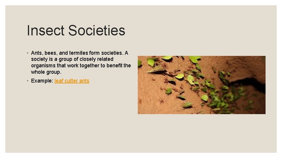 Insect Societies ◦ Ants, bees, and termites form societies. A society is a group