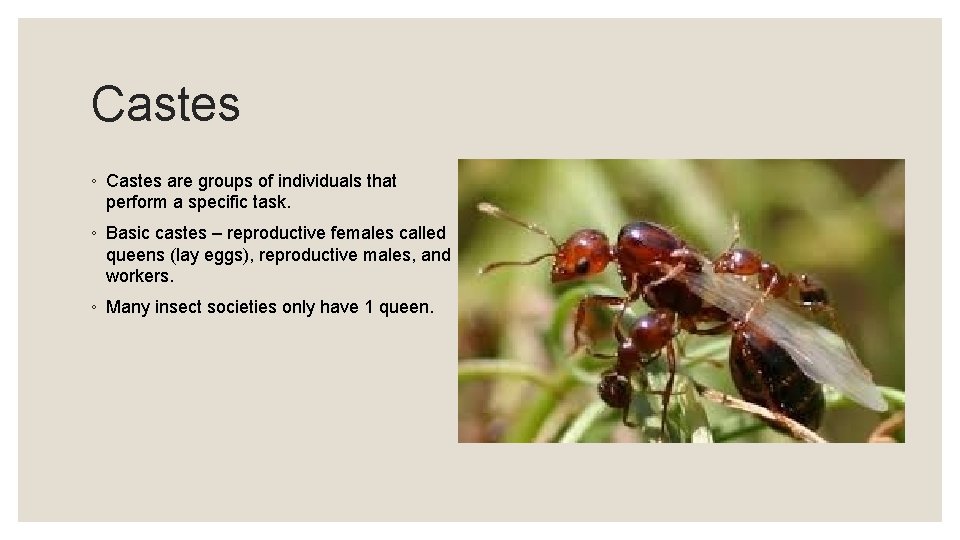 Castes ◦ Castes are groups of individuals that perform a specific task. ◦ Basic