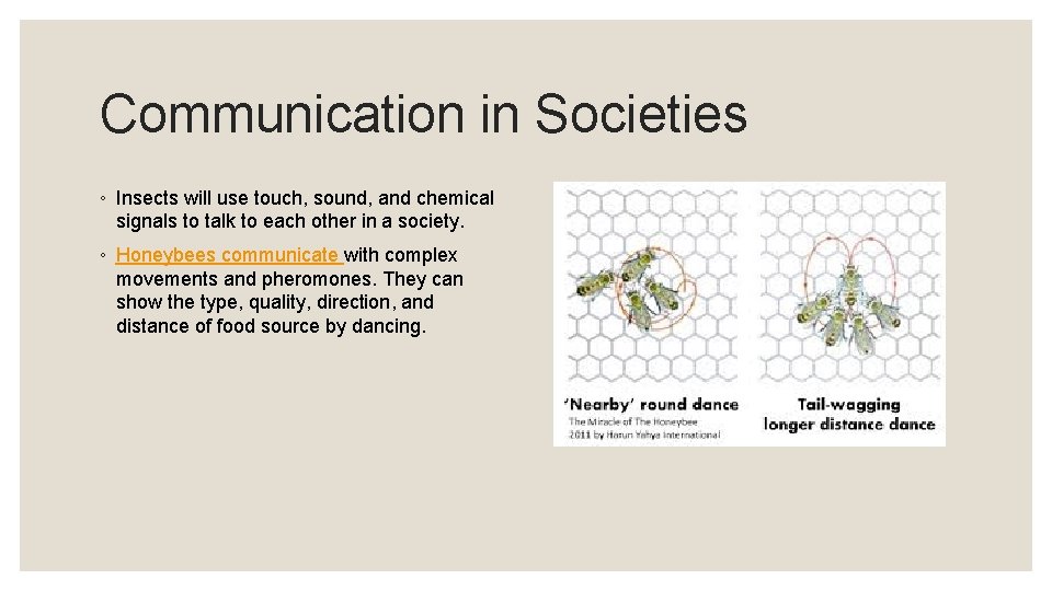 Communication in Societies ◦ Insects will use touch, sound, and chemical signals to talk