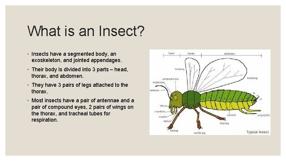 What is an Insect? ◦ Insects have a segmented body, an exoskeleton, and jointed