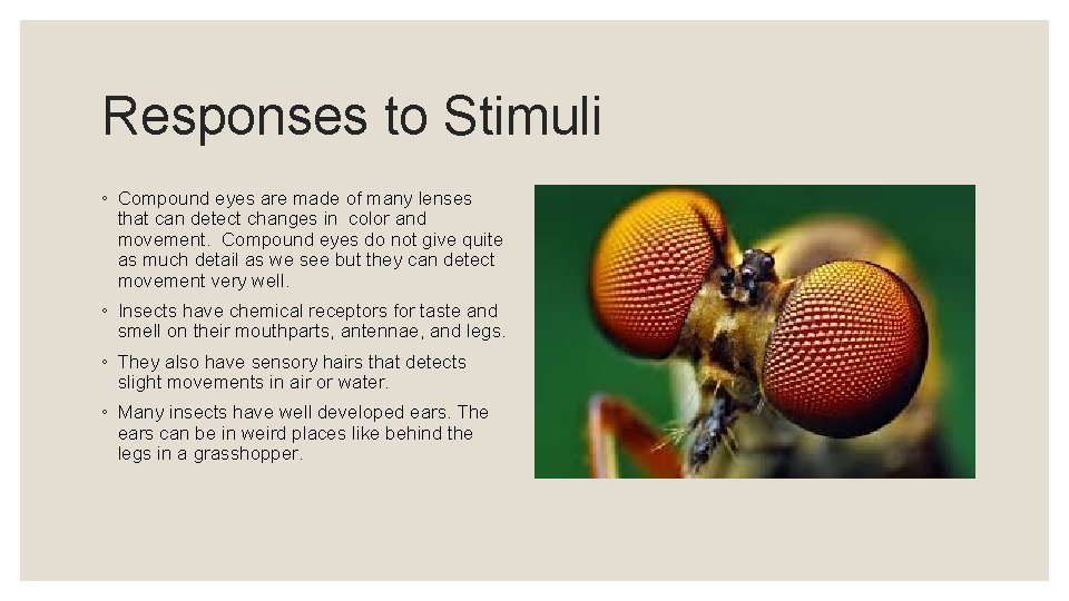 Responses to Stimuli ◦ Compound eyes are made of many lenses that can detect