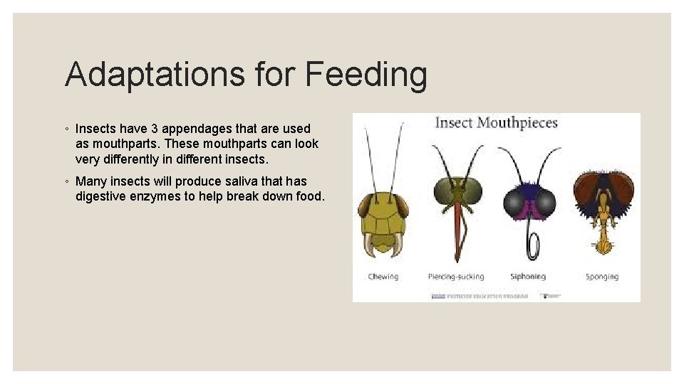 Adaptations for Feeding ◦ Insects have 3 appendages that are used as mouthparts. These