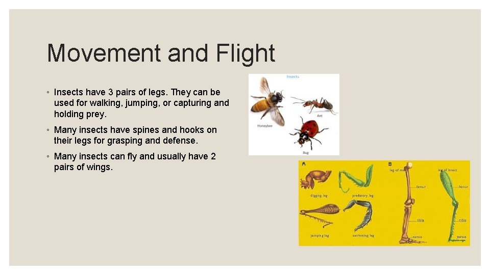 Movement and Flight ◦ Insects have 3 pairs of legs. They can be used