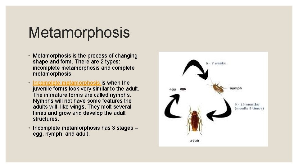 Metamorphosis ◦ Metamorphosis is the process of changing shape and form. There are 2
