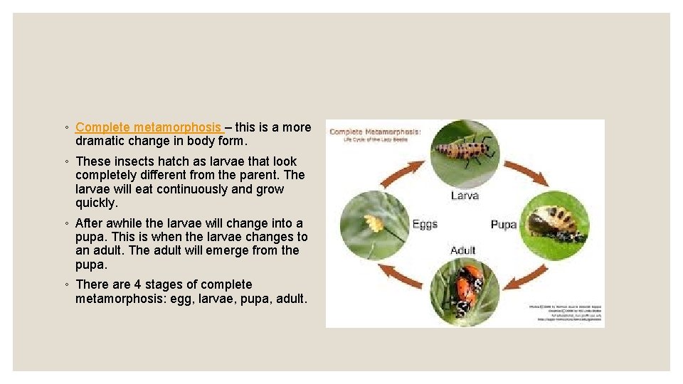 ◦ Complete metamorphosis – this is a more dramatic change in body form. ◦