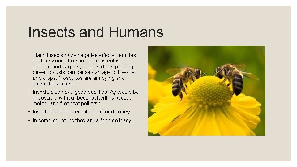 Insects and Humans ◦ Many insects have negative effects: termites destroy wood structures, moths