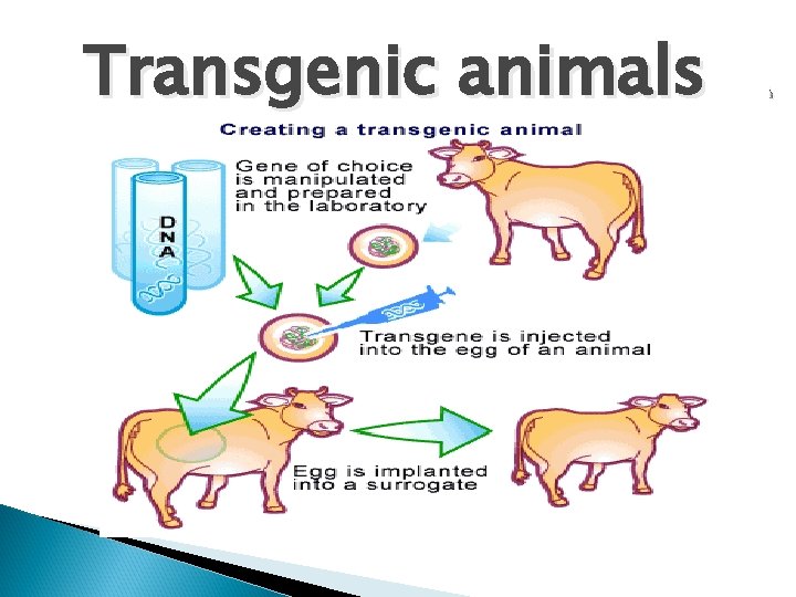 Transgenic animals 