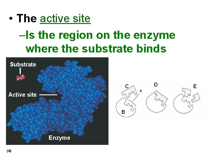 Enzymes Lecture 14 Ms Day Honors Biology Chemical